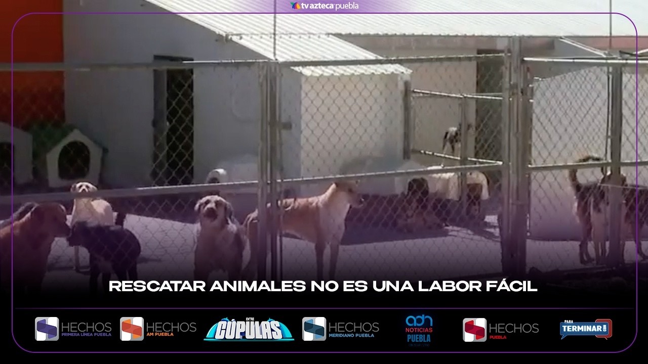 Rescatar animales no es una labor fácil