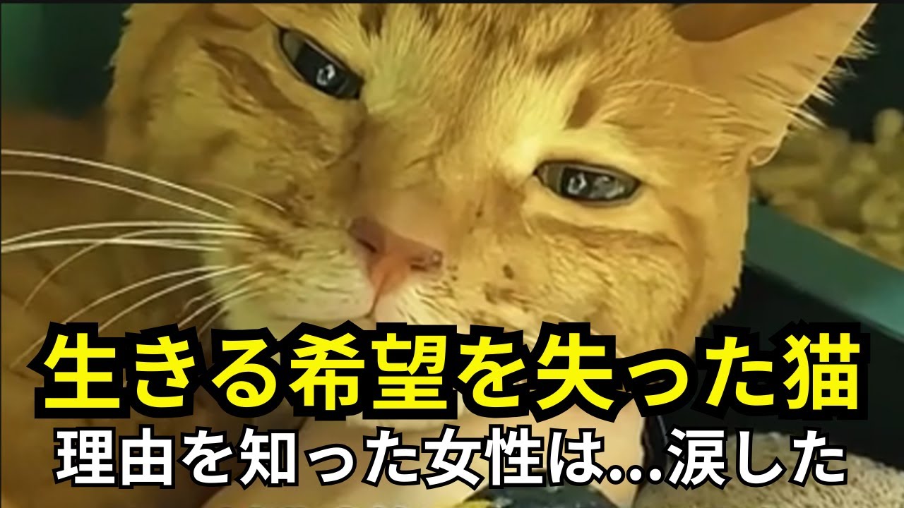 生きる希望を失った猫…理由を知った女性は涙した【感動の実話】 #猫の感動物語 #保護猫 #感動の実話