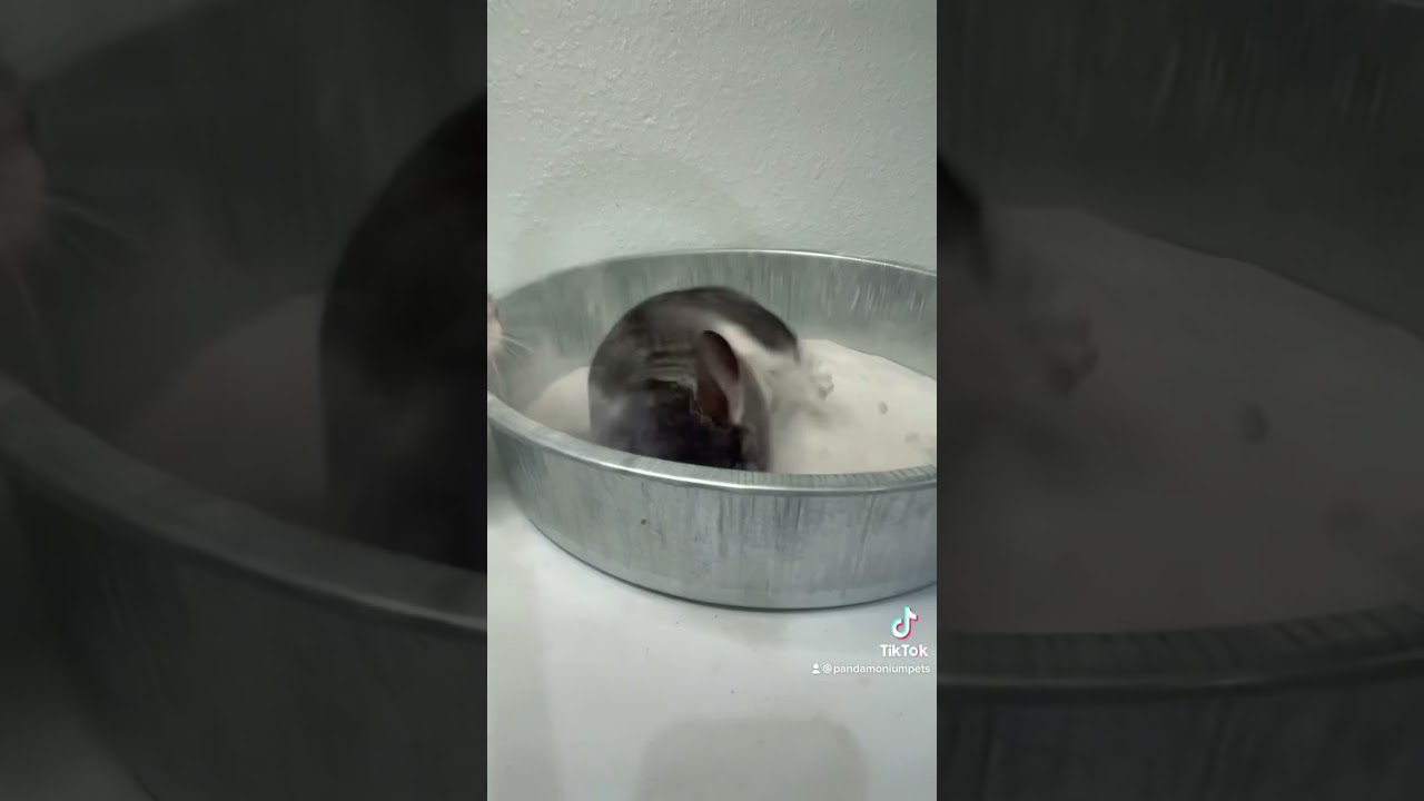 Chinchilla dust baths ❤️