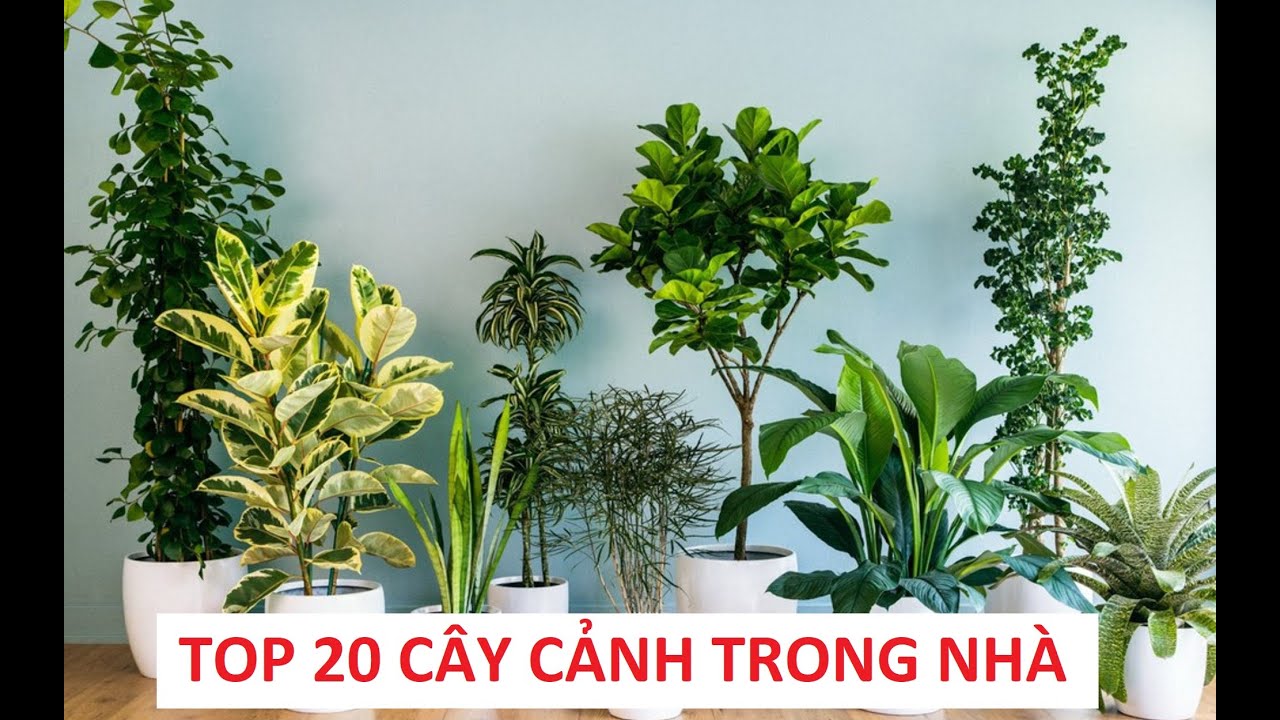 TOP 20 LOẠI CÂY CẢNH TRONG NHÀ ĐẸP, TỐT CHO SỨC KHỎE
