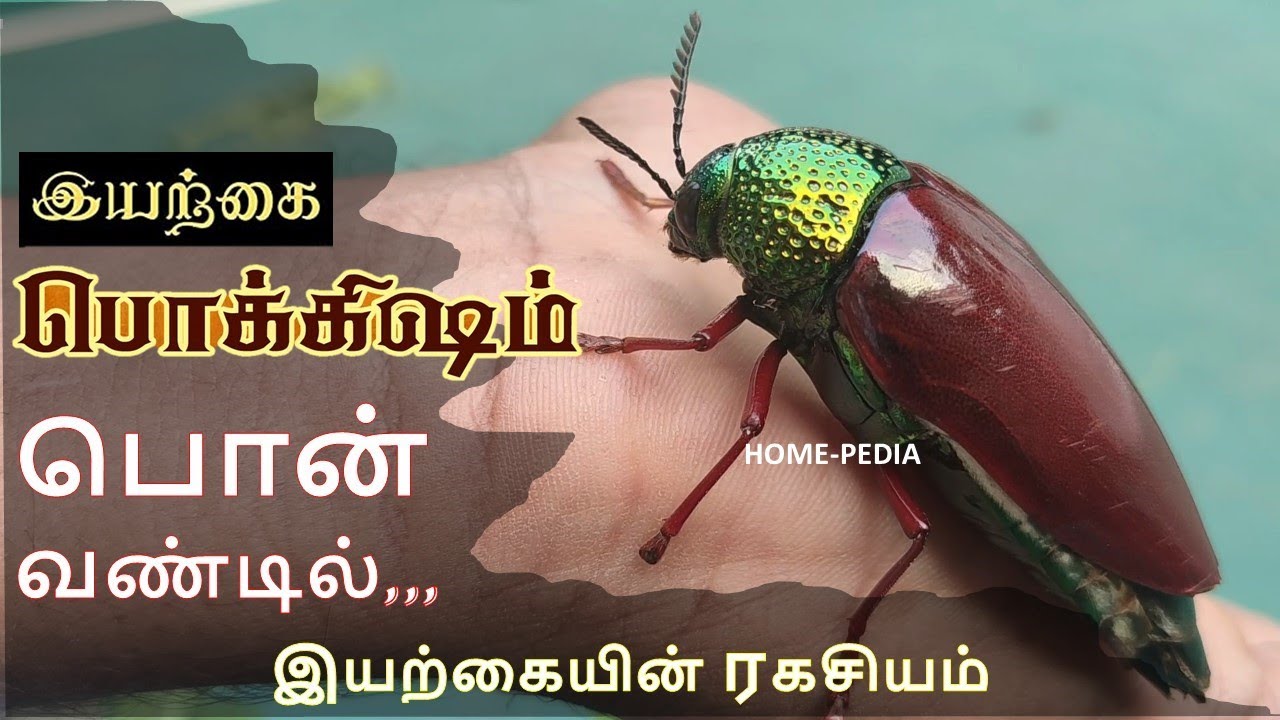 பொன்வண்டு ஒரு பார்வை | Nature's Secrets of Ponvandu Jewel beetle | பொன்வண்டு முட்டை 2023