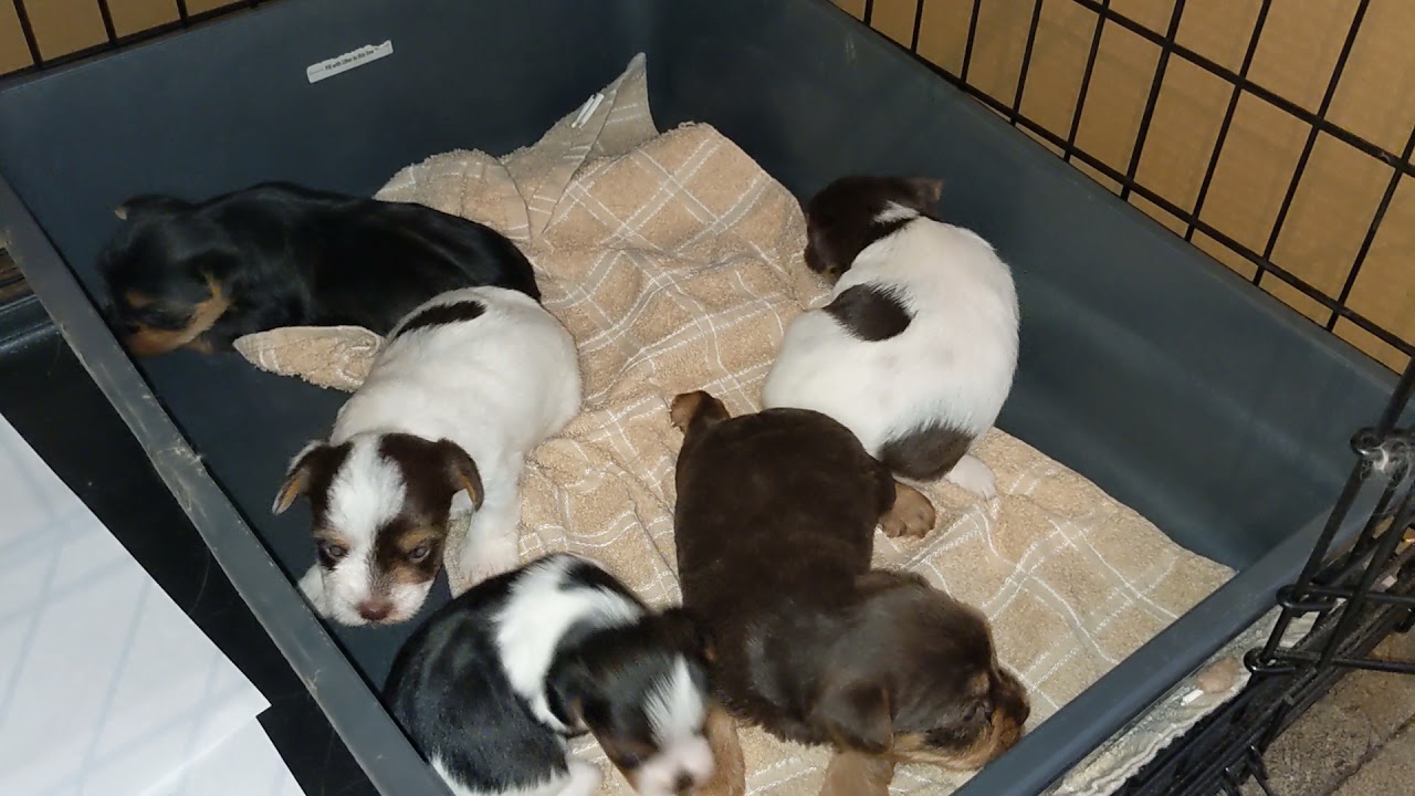 AKC Yorkie Pups DOB 9/26/2021