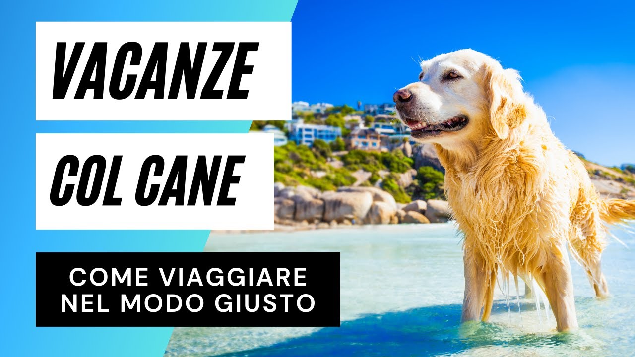 VACANZE COL CANE: cosa fare prima, durante e dopo il viaggio