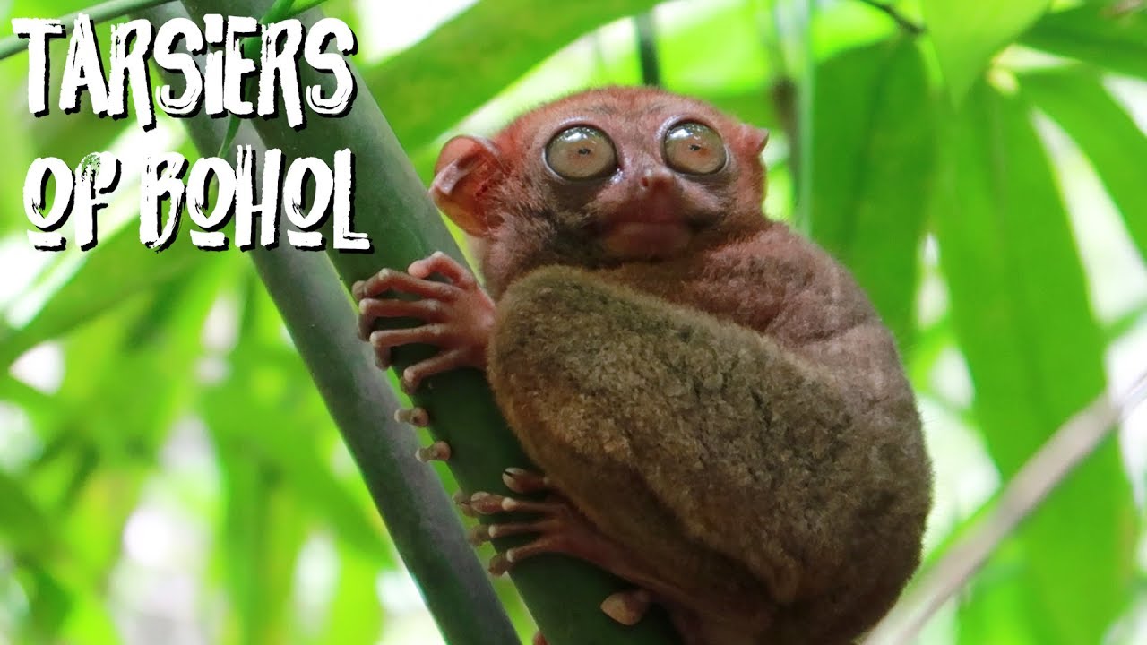 The Tarsiers of Bohol