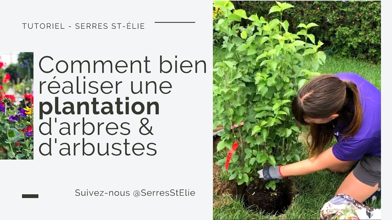 Comment bien réaliser une plantation d'arbres & d'arbustes