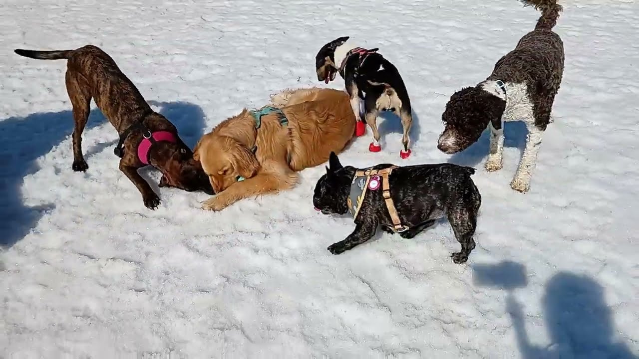 Live puppy dog park action #funny #puppy Toronto Canada 