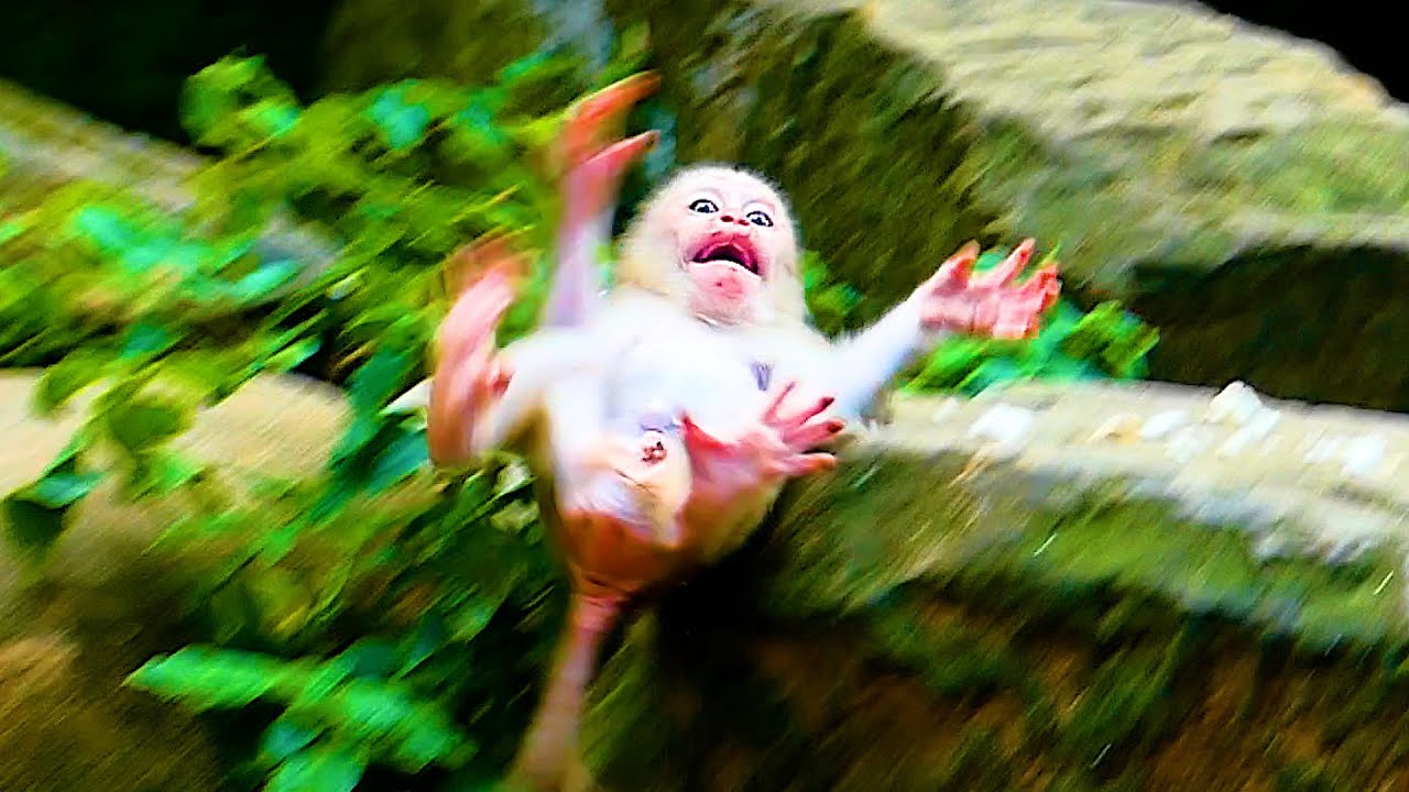 Sadness baby monkey LEO ! Pity LEO mom push out milk and leave him alone until fall down from high