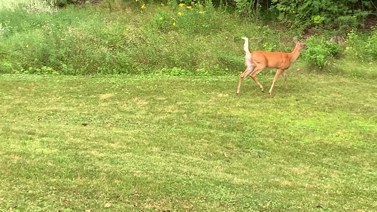 White tail Deer Warning Call