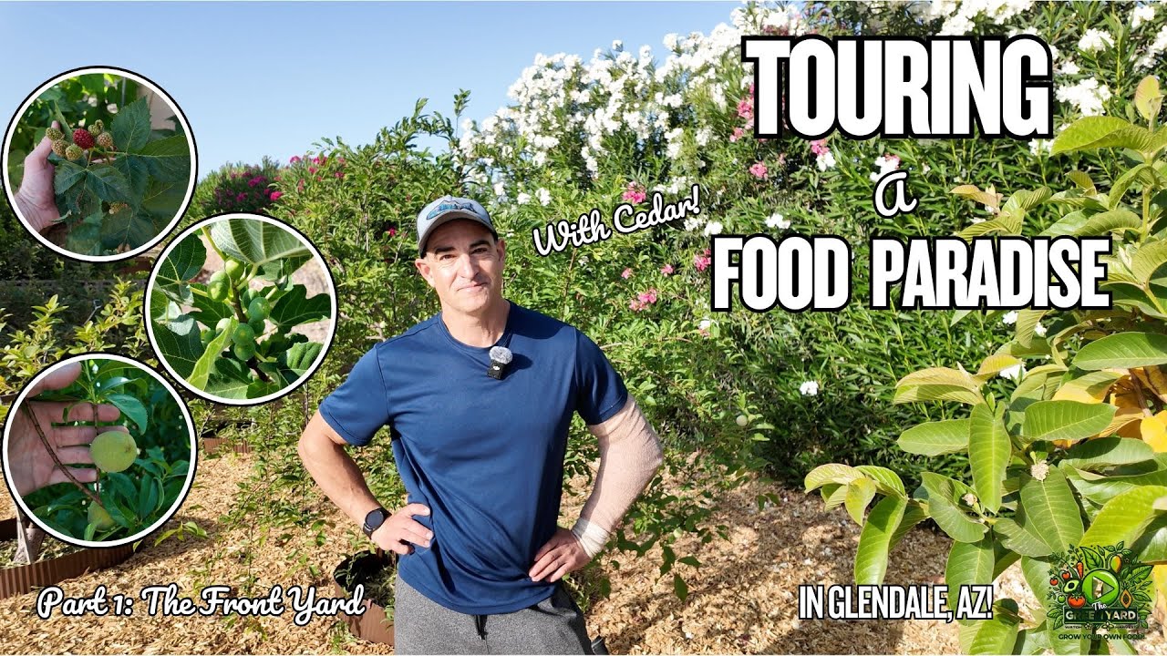 Touring an Abundant FOOD PARADISE in Glendale, AZ! Part 1: Full Of Peaches, Apricots, Figs and More!