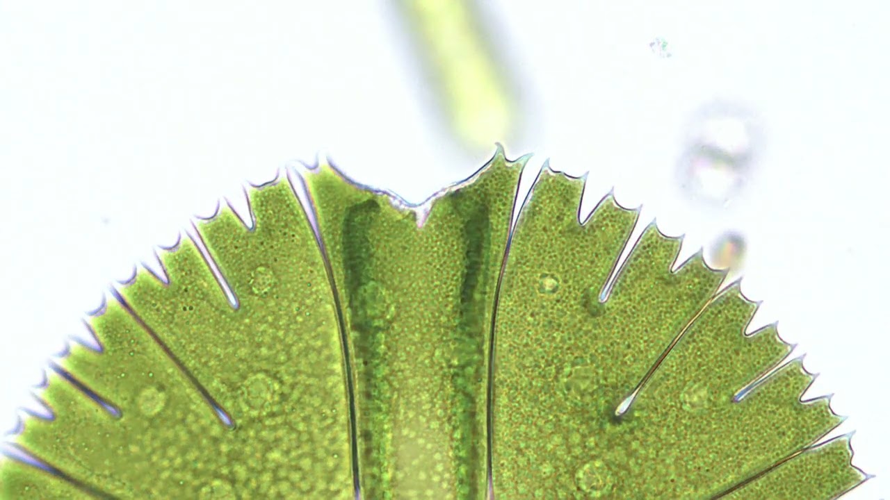 Micrasterias rotata