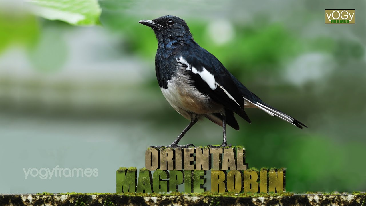 #Oriental