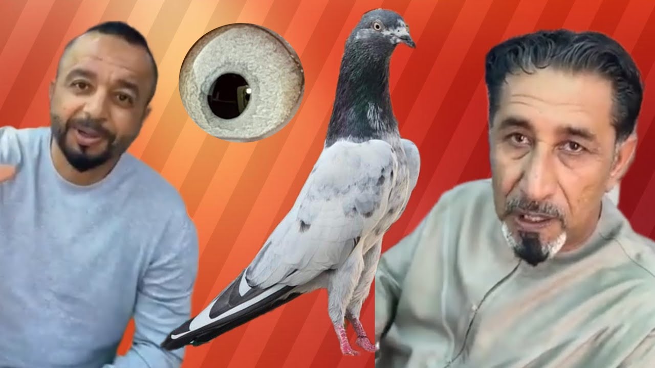 Ustad Ahmed Qamar key shagard Ustad Mustafa of UAE ki chat se pigeons