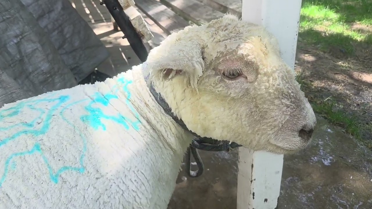 Can You Wash a Sheep? | How to Wash a Sheep