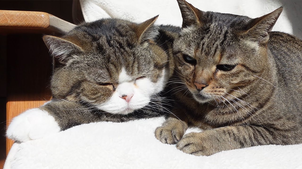 まるさんがいないと鳴いちゃうはな。 -Hana meows when Maru's not by her side.-