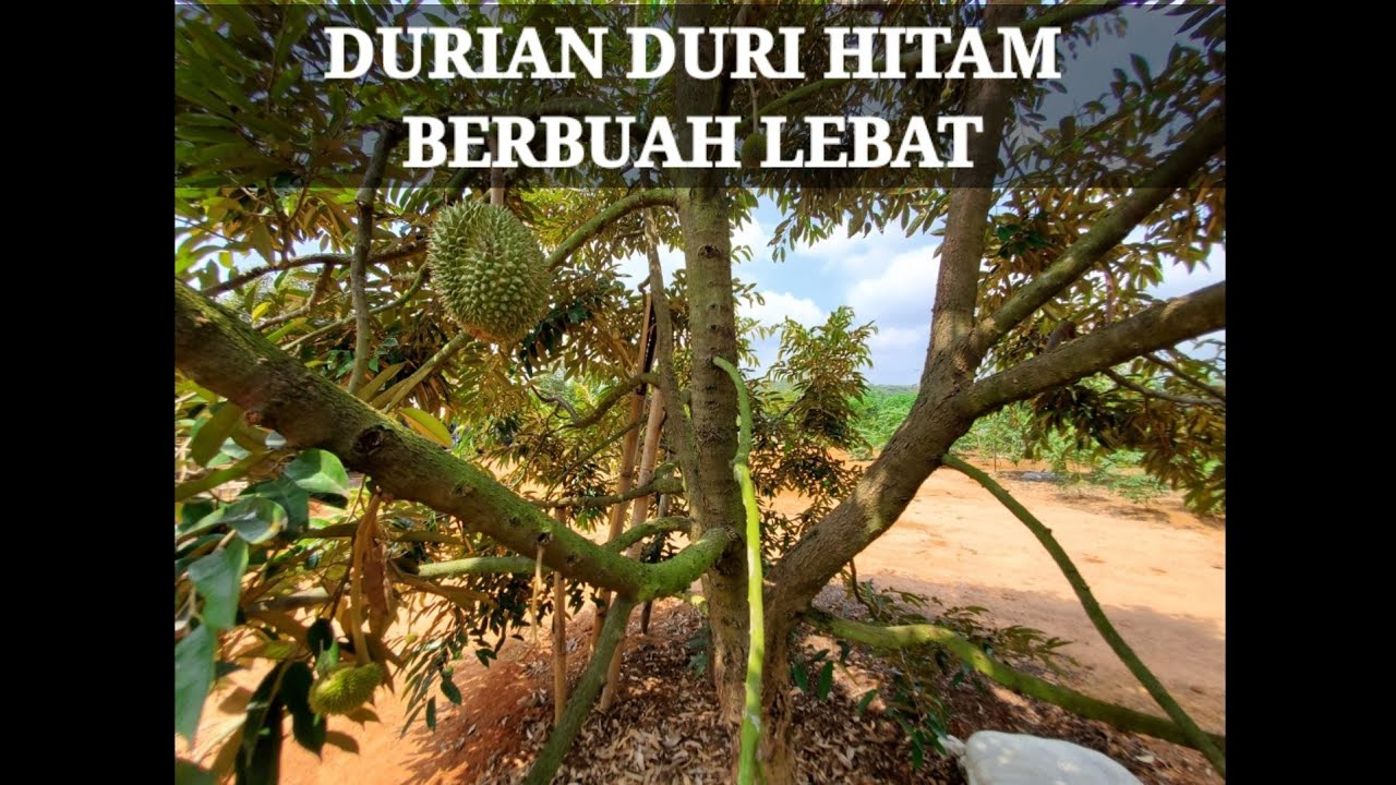 GREBEK KEBUN DURIAN DURI HITAM BERBUAH LEBAT