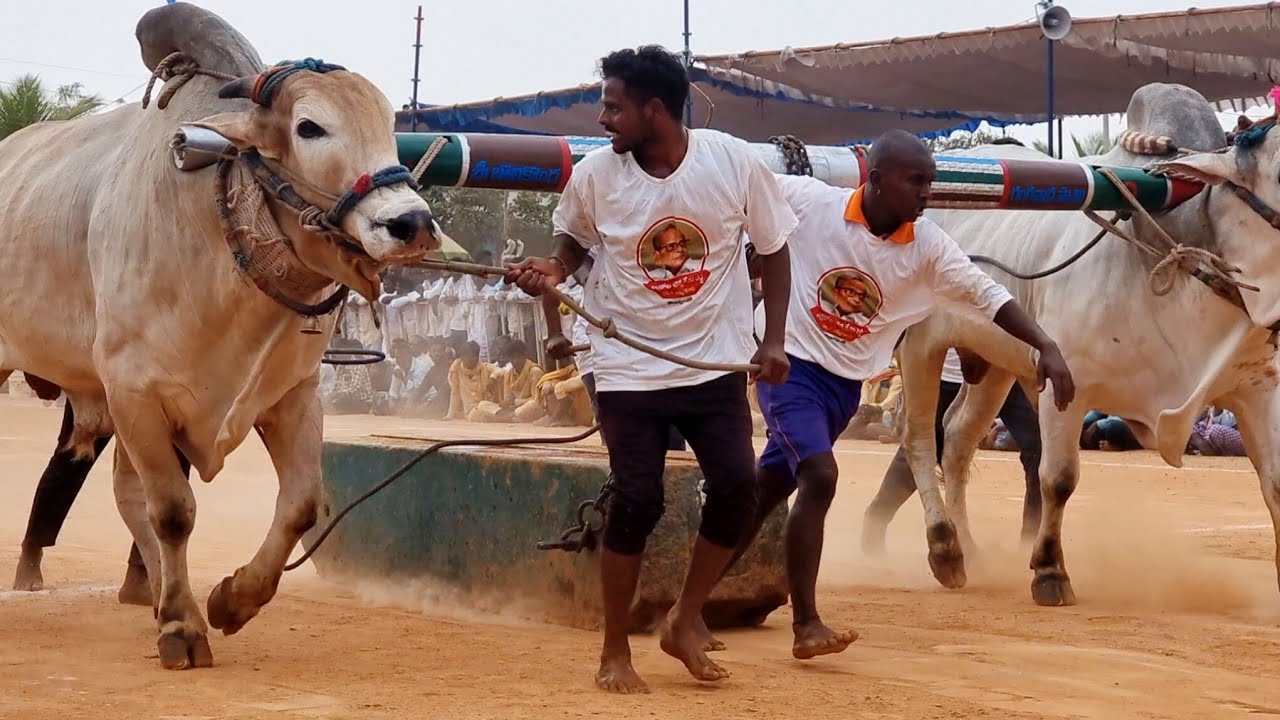 ఉత్తనూరు సీనియర్ విభాగం బండలాగుడు పోటీలు 6వ జత K రామాంజనేయులు గార్లదిన్నే రేస్ గుర్రం & రెబెల్