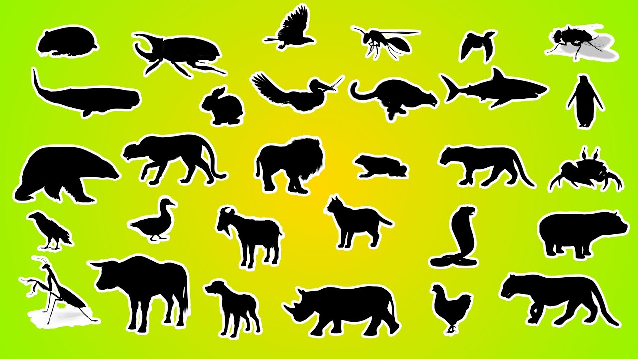 😲🐯 Descubra o Animal pela Sombra! Você consegue?