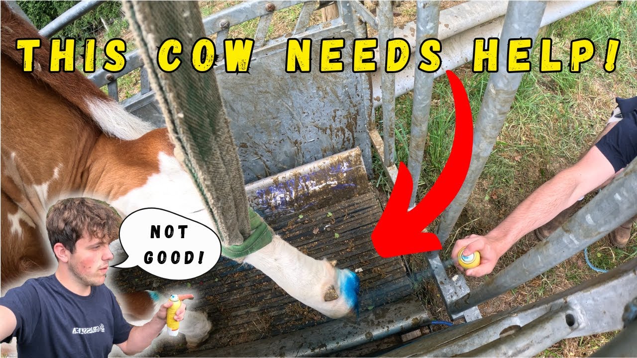 WE NEED THE HOOF GP!