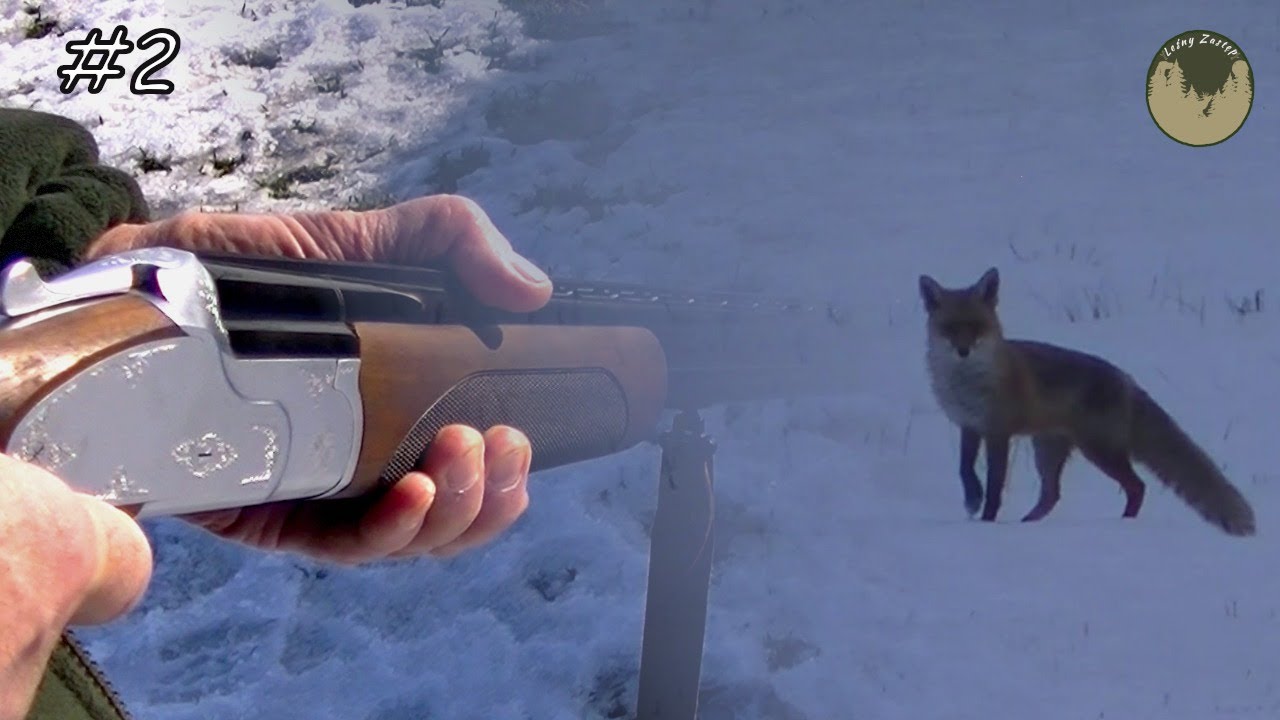 Leśny Zastęp odc. 2 Polowanie na lisy. Fox Hunting.