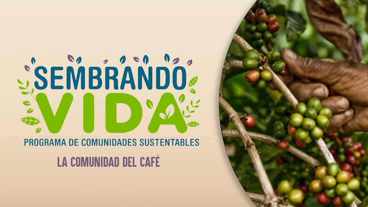 Sembrando Vida | La comunidad del café