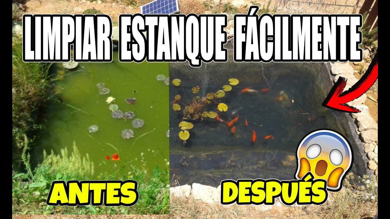 Cómo LIMPIAR ESTANQUE con PECES FÁCIL Y RÁPIDO |HD|