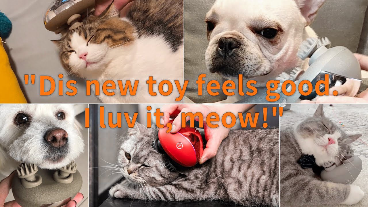 Breo scalp mini pro, EVEN PETS LOVE IT! #breo #massage #asmr #pets