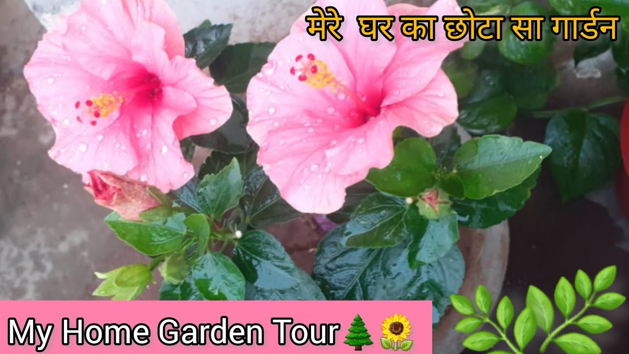 My Home Garden Tour || My Kitchen Garden Tour || Fresh Organic Veggies/ @ManishasKitchenSpecial