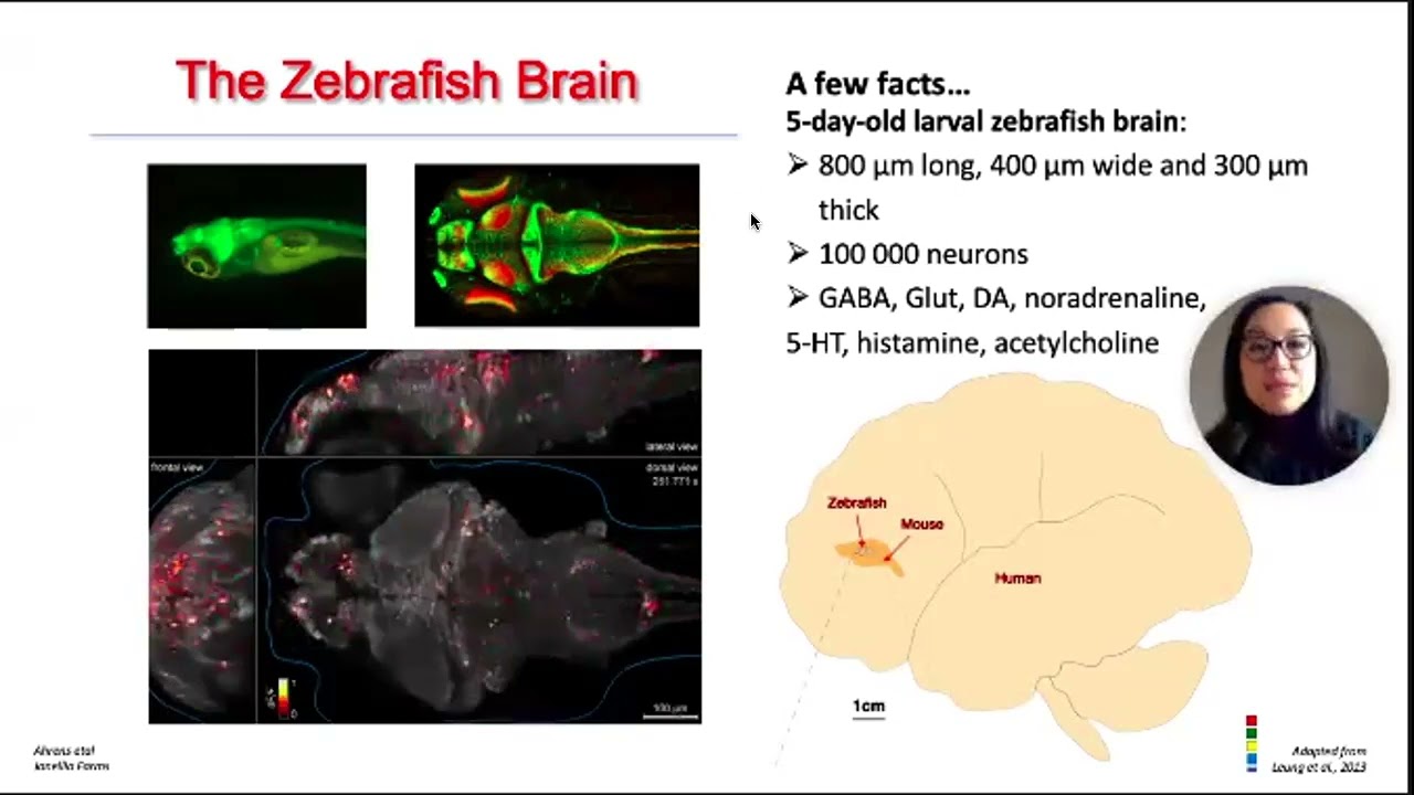 IMT Use Case: Using Zebrafish to Model Neurodevelopmental Disorders and Cancer