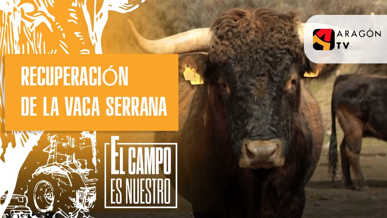 Recuperaci&oacute;n de la vaca serrana, una raza en v&iacute;as de extinci&oacute;n | F&eacute;lix Mart&iacute;n