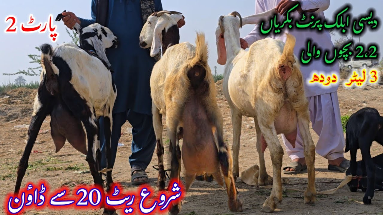 28 February 2026 Desi Ablack Bakrian Hafta mandi دیسی ابلک پرنٹ بکریاں 2،2 بچوں کے ساتھ 3 لیٹر دودھ 