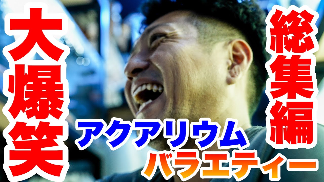 【コラボショップ訪問】作業用総集編！ベイサイドアクアで大爆笑祭り開催！　#大型魚 #熱帯魚 #ポリプテルス #作業用 　@フィッシュ☆モンキーズ