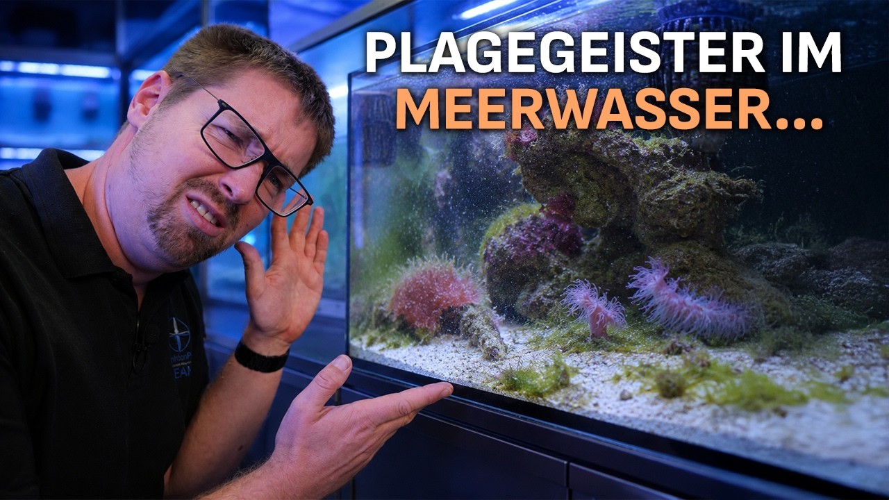 Plagegeister im Meerwasseraquarium (Glasrosen, Cyanos, Algen..) - PlanktonPlus Aquaristik