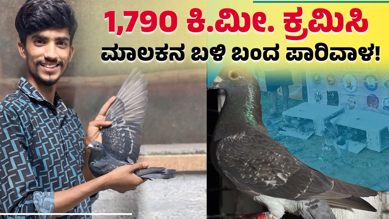 52 ದಿನ ಹಾರಾಟ ನಡೆಸಿ ಮಂಡ್ಯದ ಕೊಕ್ಕರೆಬೆಳ್ಳೂರಿಗೆ ಬಂದ ಪಾರಿವಾಳ:Pigeon racing| Udayavani