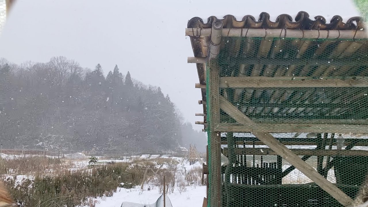 杉と竹100本切って、鶏小屋を作りました