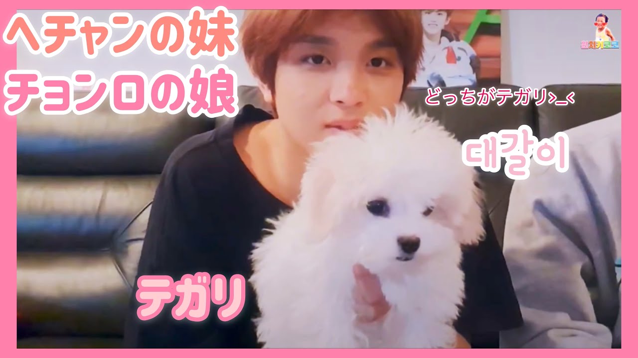 [NCT/해찬,대갈이]🐻ヘチャンとワンチャン🐶＝キュンです❤️ 어느쪽이 대갈이냐 (해찬이와 왕쨩🐶)
