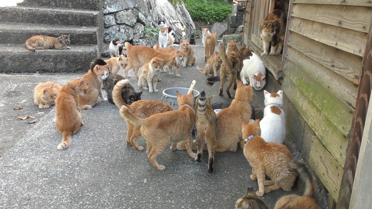 猫の島　お昼休憩時は猫少なめ。でも夕食時の光景でかつての青島を思い出しました。2024年９月愛媛県大洲市の青島訪問。2026年２月現在はさらに猫の数は減っています。