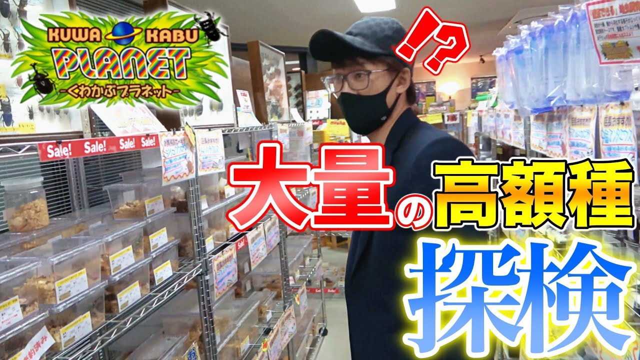 【約1年ぶり】愛知の昆虫ショップに潜入したら貴重なクワカブだらけで住みたくなった…