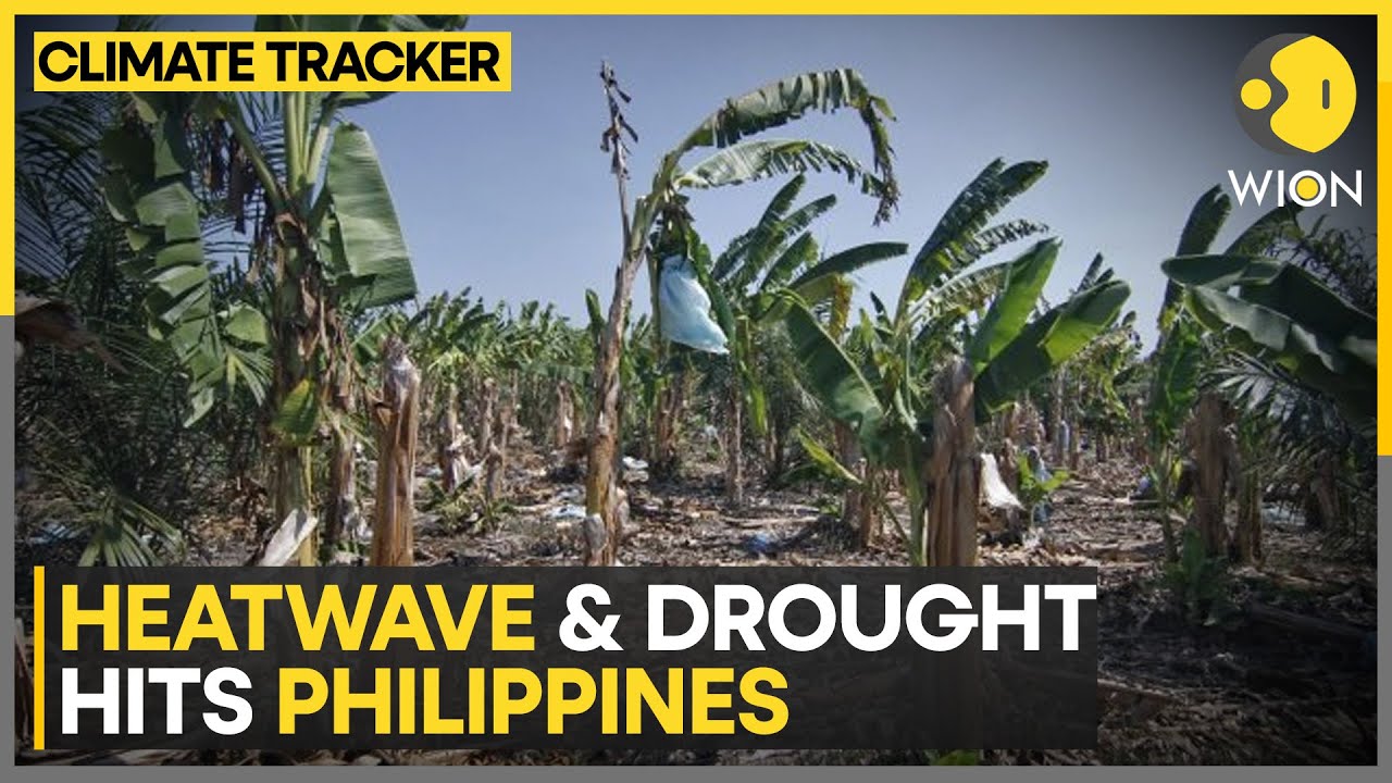 Philippines: Filipino farmers struggle in drought, crop lands hit by heatwaves| WION Climate Tracker