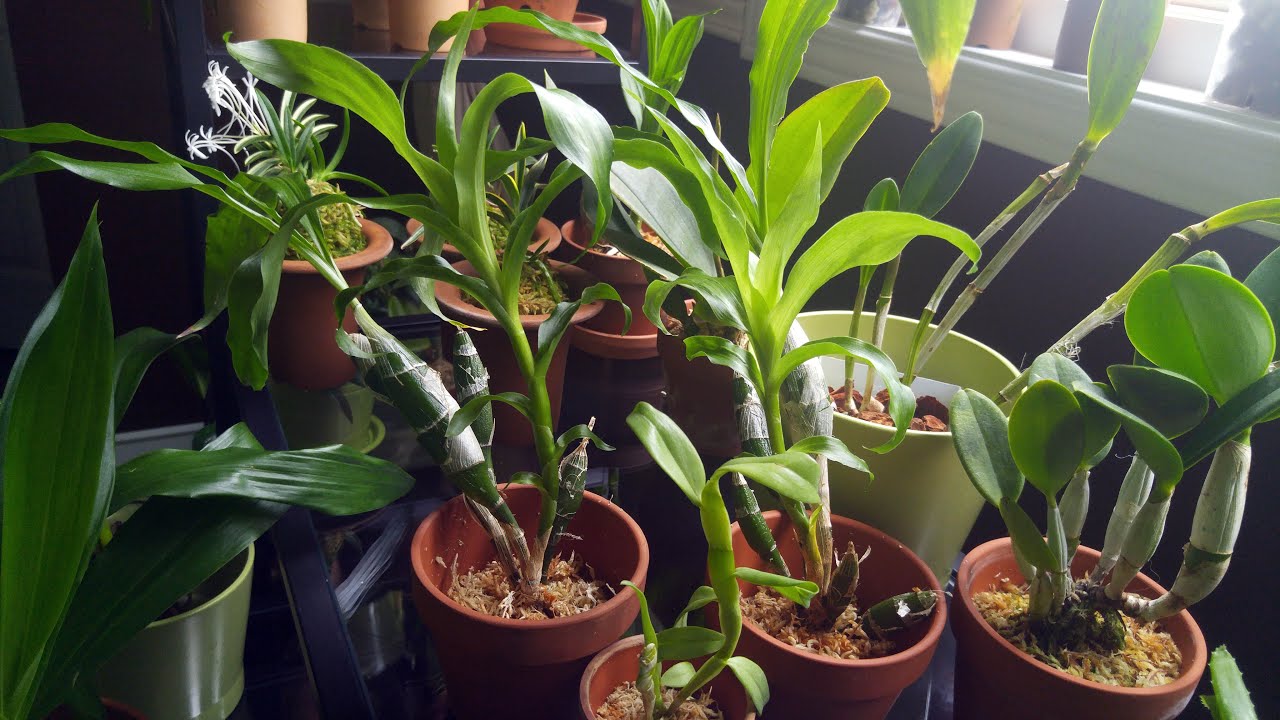 Clouds Orchids haul - any advice for a Chysis newbie?