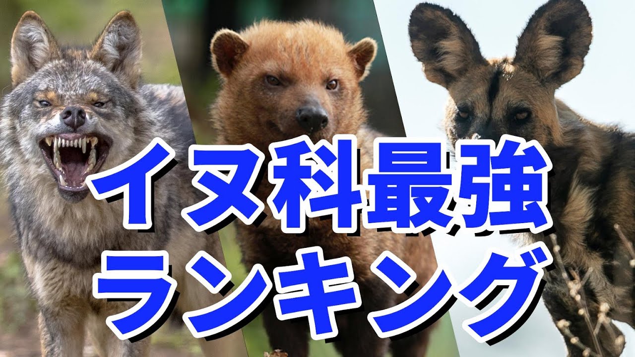 対決!!世界最強イヌ科動物ランキング