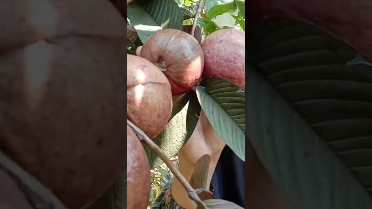 Jambu Ungu Australia di @indonesianfruits #garden #jambu #guava #indonesianfruit #buah