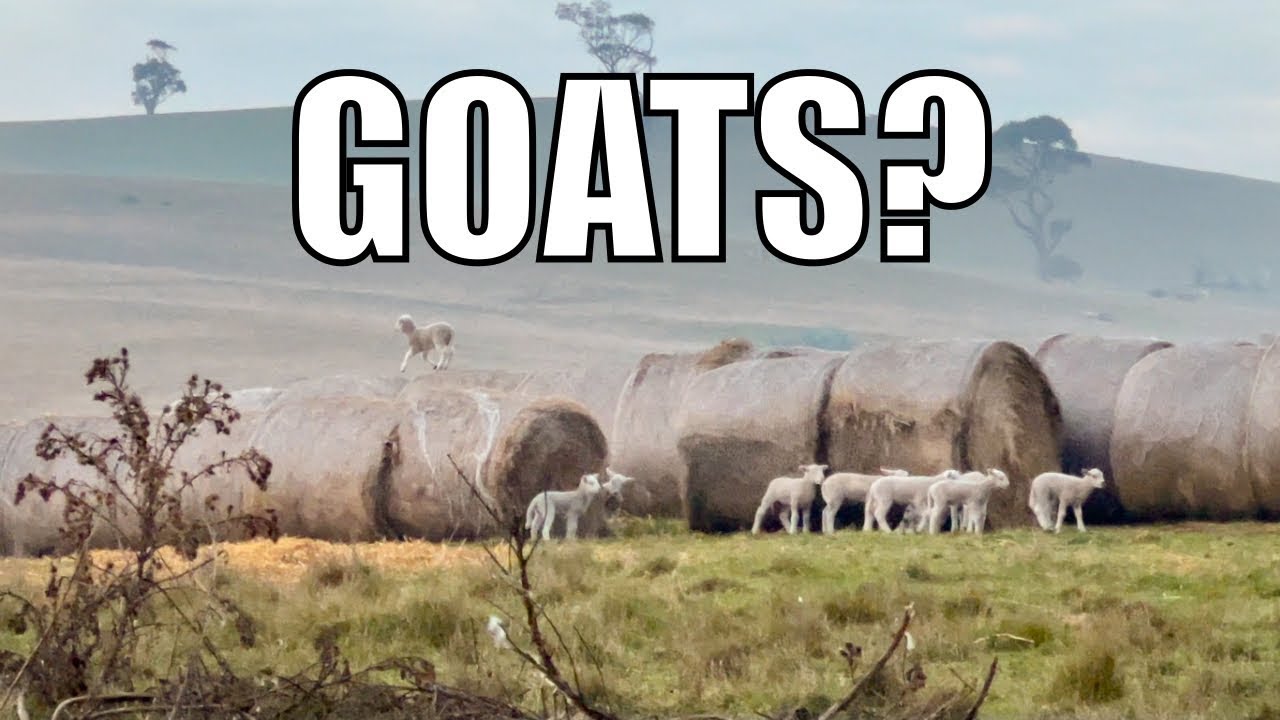 We Have Goats? Australian Sheep Farm Vlog