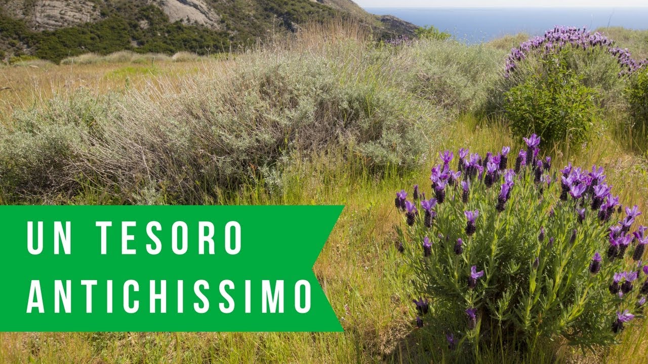 Isola d'Elba | Un Tesoro Antichissimo