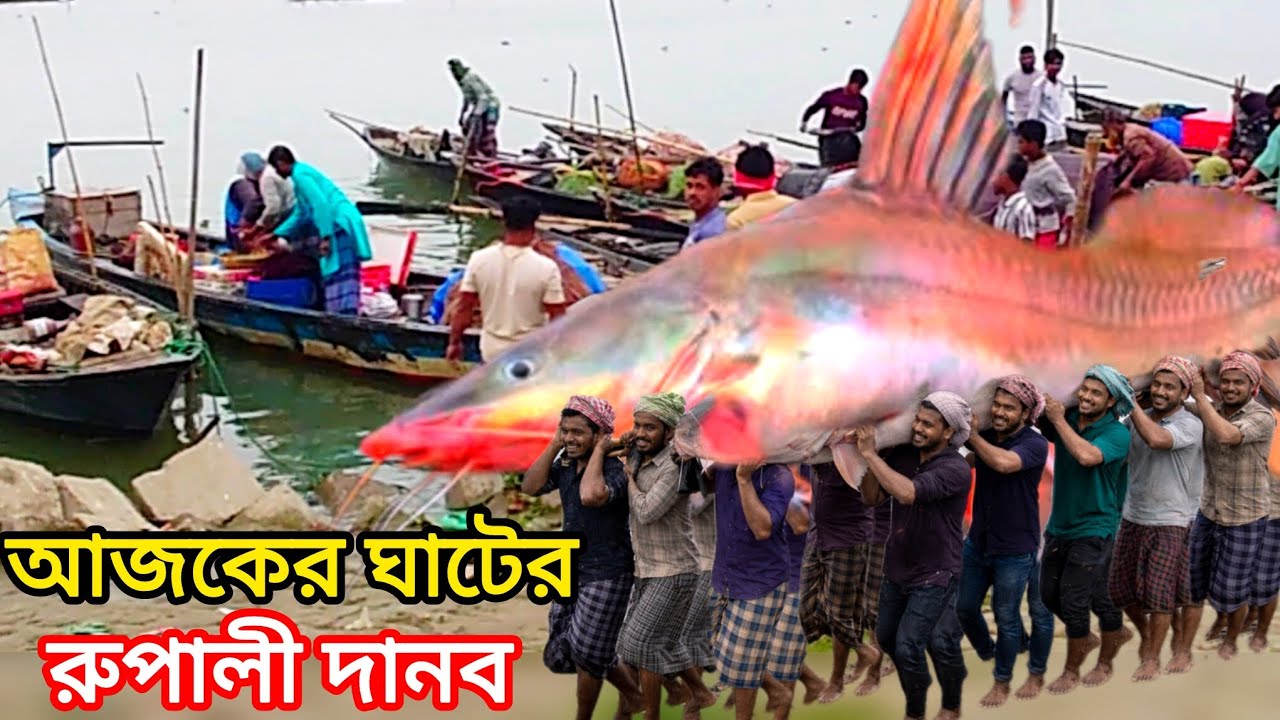 পদ্মার গুজি আইড় দেখে সবাই হতবাক! এমন মাছ আগে দেখেননি 😳