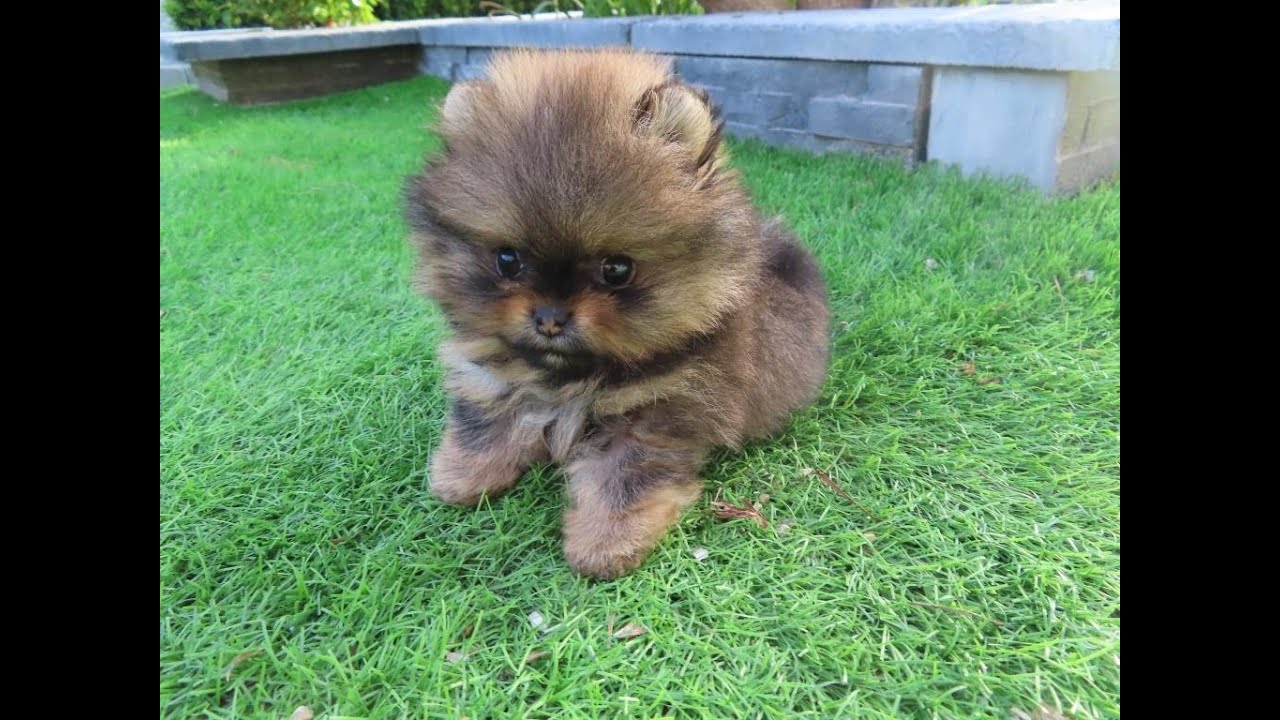 Chiot NAIN POMERANIEN  croissance et jeux