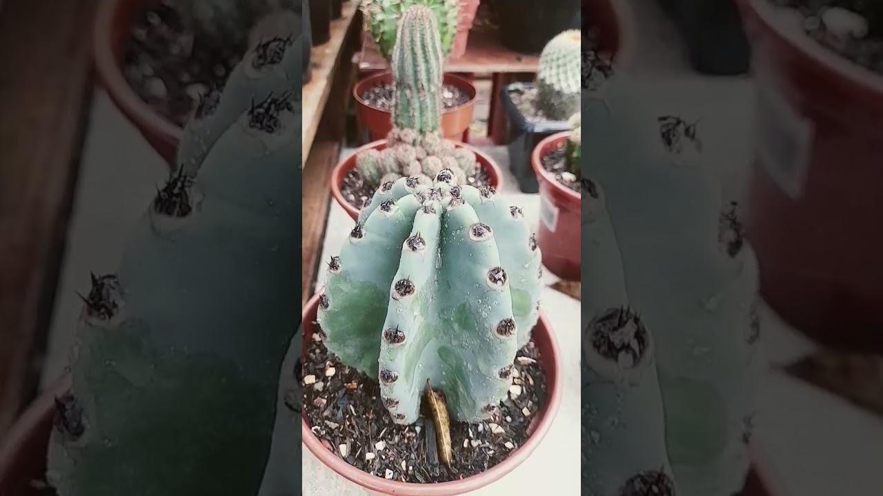 #cactus #flower #garden #succulent #cactos #jardim #plantas #cactusplant #jardimdecactos #plants