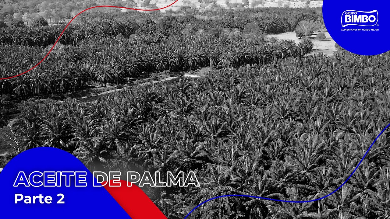 Grupo Bimbo | Conoce a nuestros proveedores y productores de aceite de palma (Parte 2)