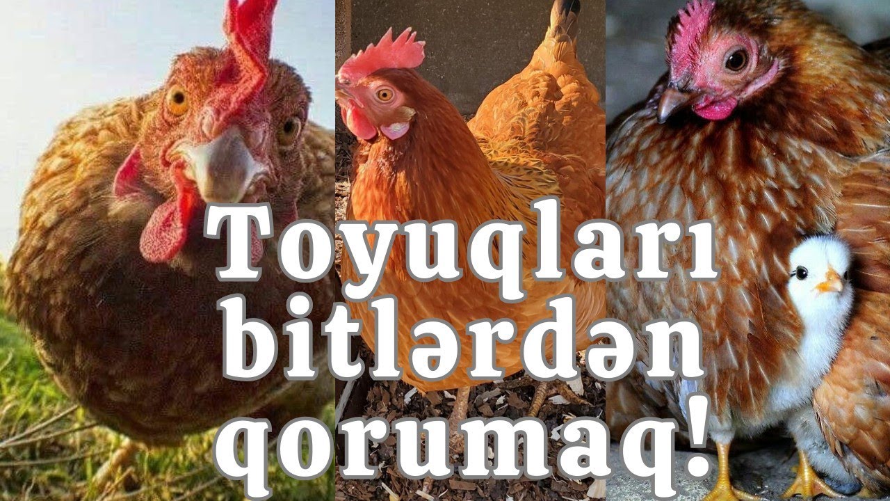 Toyuqlarda bit və birələrə son!