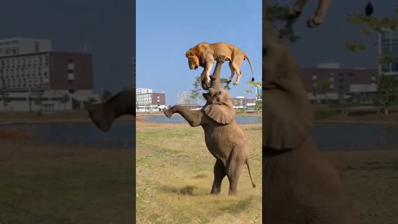 Top 3 Animales que JAM&Aacute;S deber&iacute;as Adoptar. 😰 ❗