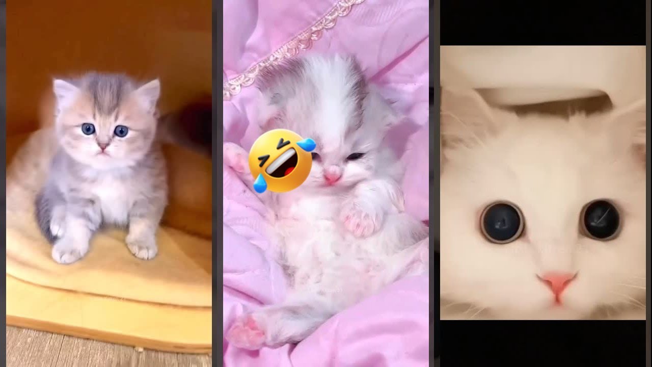 Funny Cats 2024 😻 Kitten meowing 🙀 #FunnyCats Part 2108